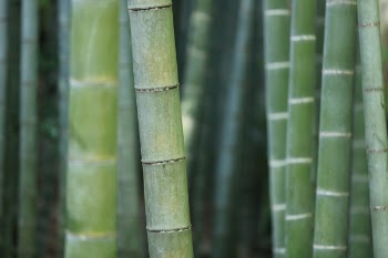 Free Photo of nature, landscape, bamboo