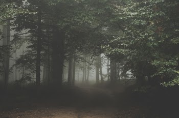 Free Photo of nature, landscape, forest