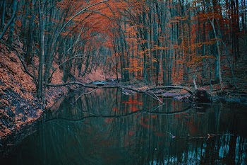 Free Photo of nature, landscape, forest