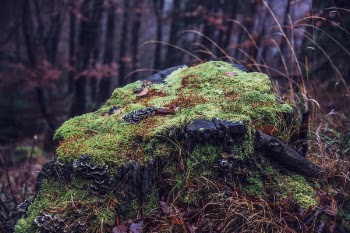 Free Photo of nature, landscape, forest