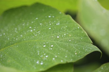 Free Photo of nature, landscape, green