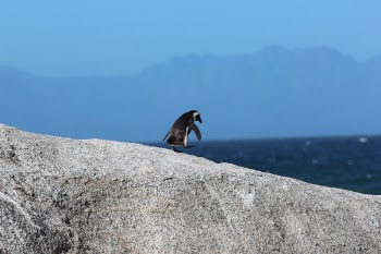 Free Photo of nature, landscape, penguin
