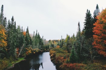 Free Photo of nature, landscape, trees