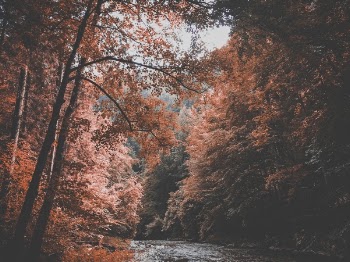 Free Photo of nature, landscape, trees