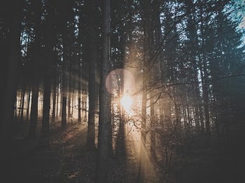Free Photo of nature, landscape, trees