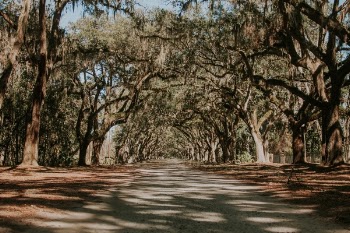 Free Photo of nature, landscape, trees