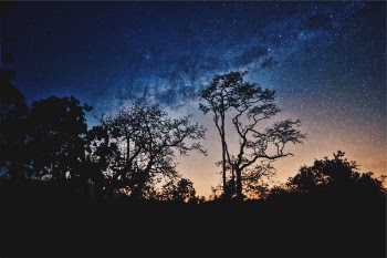Free Photo of nature, landscape, trees