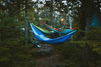 Free Photo of nature, landscape, trees