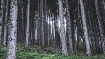 Free Photo of nature, landscape, woods
