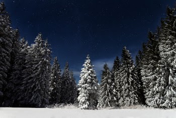 Free Photo of nature, landscape, woods