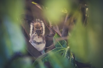 Free Photo of nature, leaves, green