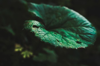 Free Photo of nature, leaves, green
