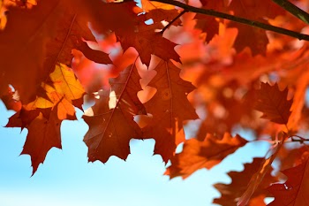 Free Photo of nature, leaves, maple