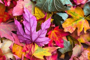 Free Photo of nature, leaves, stems