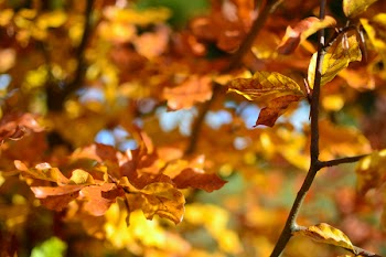 Free Photo of nature, leaves, stems