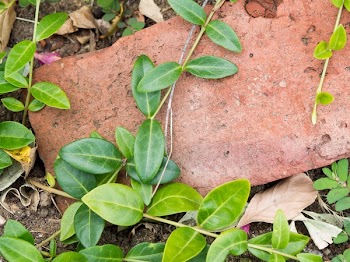 Free Photo of nature, leaves, vines