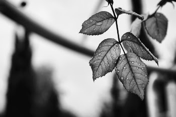 Free Photo of nature, leaves, water
