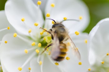Free Photo of nature, macro, animals