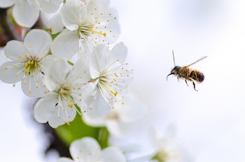 Free Photo of nature, macro, animals