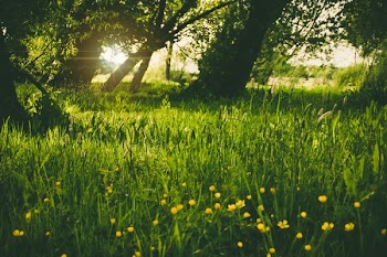 Free Photo of nature, plains, forests