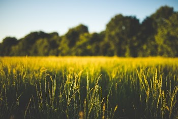Free Photo of nature, plains, grass