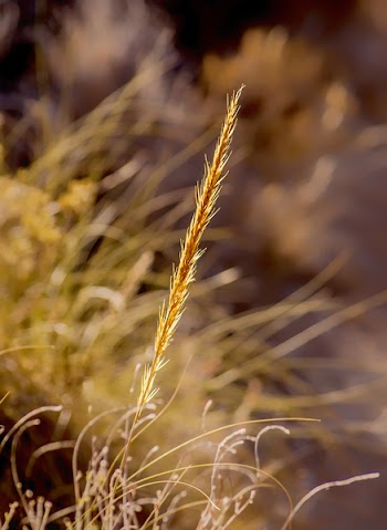 Free Photo of nature, plant, esparto