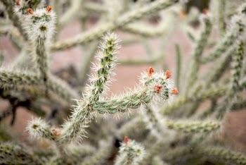 Free Photo of nature, plant, jumping