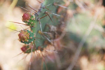 Free Photo of nature, plants, cactus