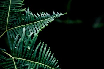 Free Photo of nature, plants, ferns