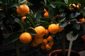Free Photo of nature, plants, fruits