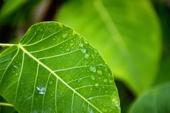 Free Photo of nature, plants, green