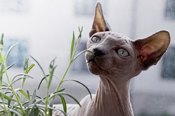 Free Photo of nature, plants, green