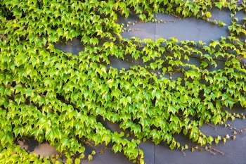 Free Photo of nature, plants, ivy