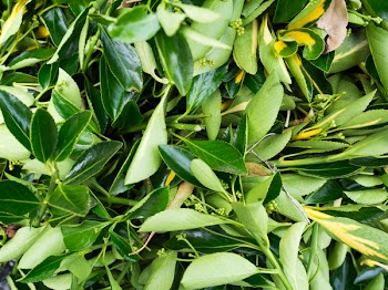 Free Photo of nature, plants, leaves