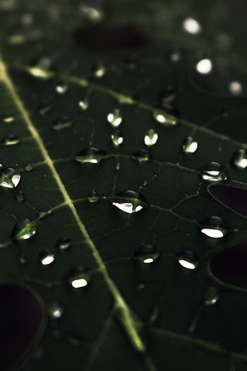 Free Photo of nature, plants, leaves