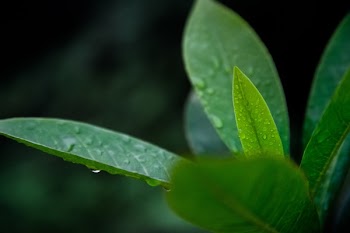 Free Photo of nature, plants, leaves