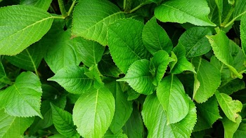 Free Photo of nature, plants, leaves