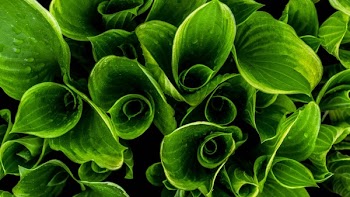 Free Photo of nature, plants, leaves