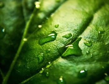Free Photo of nature, plants, leaves
