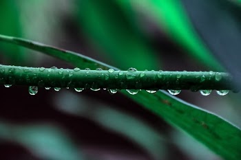 Free Photo of nature, plants, leaves