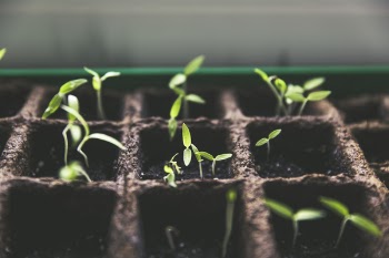 Free Photo of nature, plants, seedlings