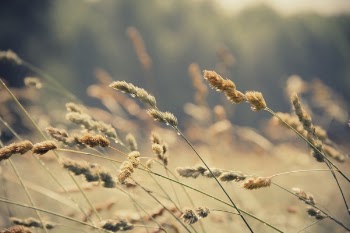 Free Photo of nature, plants, wild