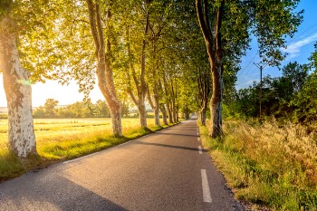 Free Photo of nature, roads, green