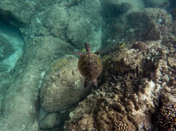 Free Photo of nature, sea, turtle