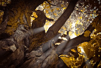 Free Photo of nature, tree, plant