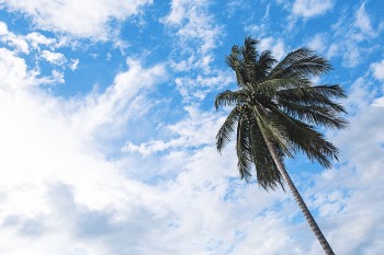 Free Photo of nature, trees, branches