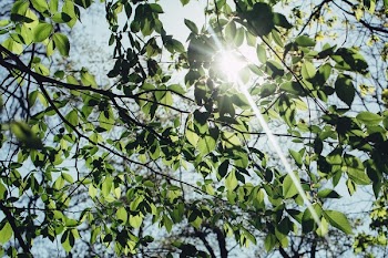 Free Photo of nature, trees, branches