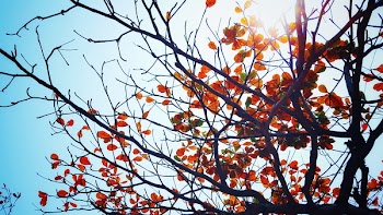 Free Photo of nature, trees, leaves