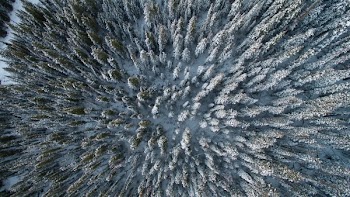 Free Photo of nature, trees, pine