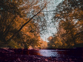 Free Photo of nature, trees, rocks